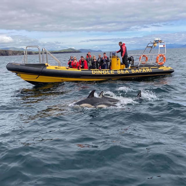 Dingle: Sea Safari by RIB Boat - Practical tips for a better ride