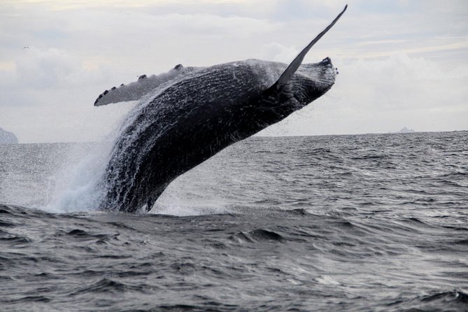 Dolphin and Whale Watching Tour from Dingle - Dolphins, seals, and the best wildlife chances