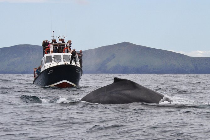 Dolphin and Whale Watching Tour from Dingle - A look at the M.V. Blasket Princess