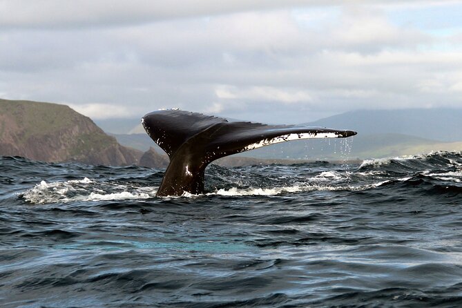 Dolphin & Whale Watching (4hrs) + Blasket Island Landing (3hrs) - Why this Dingle boat trip is worth your day