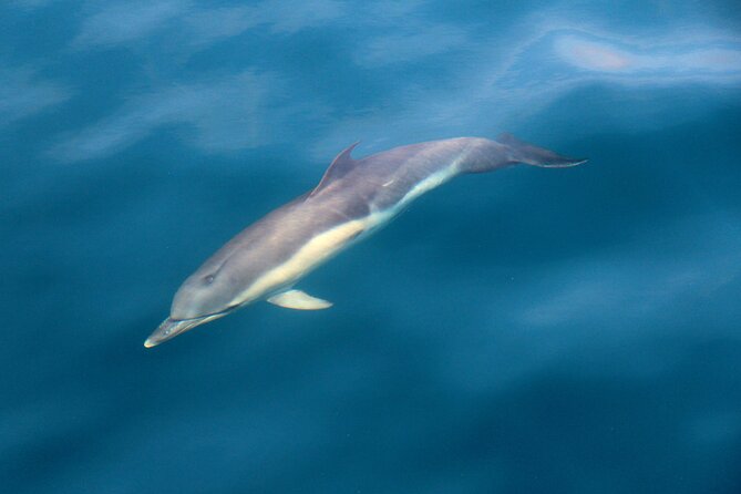Dolphin & Whale Watching (4hrs) + Blasket Island Landing (3hrs) - Leaving Ventry Pier at 10 a.m.