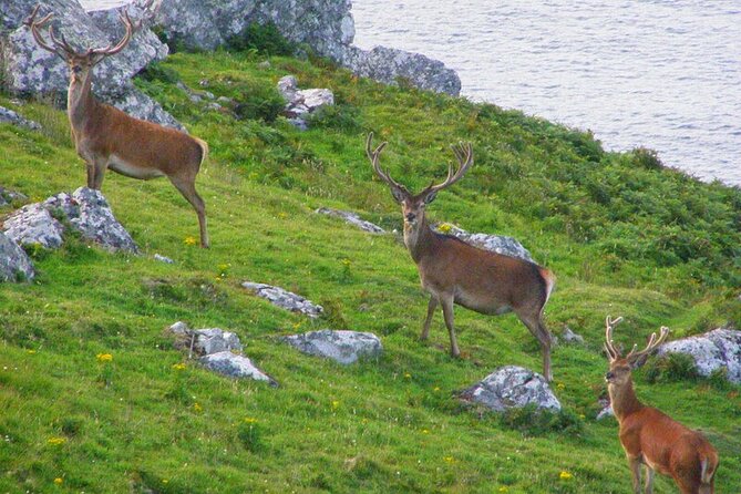 Dolphin & Whale Watching (4hrs) + Blasket Island Landing (3hrs) - Cathedral Rocks at Inish na Bró
