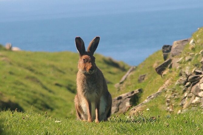Dolphin & Whale Watching (4hrs) + Blasket Island Landing (3hrs) - Puffins and red deer near Inishvickillane