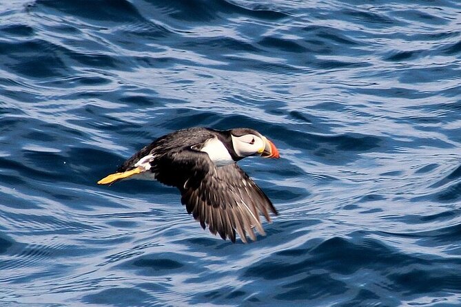 Dolphin & Whale Watching (4hrs) + Blasket Island Landing (3hrs) - The Dead Man, the Sleeping Giant, and Tearaght