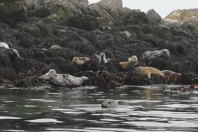 Dublin Bay Seal Kayaking Safari at Dalkey - Dalkey Island adds ruins and open-water views