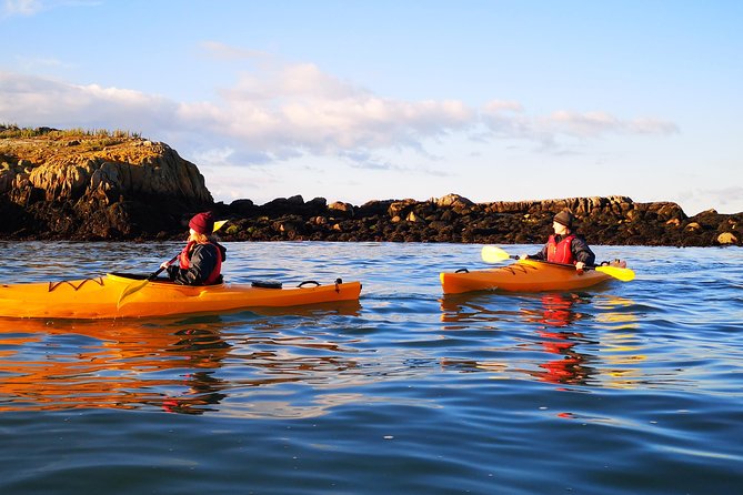 Dublin Bay Seal Kayaking Safari at Dalkey - Meeting the seals is the star of the trip