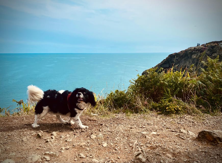Dublin: Dublin Coastal Hike and Pints & Puppies - Final Recommendation: Book It If You Want Stories with Your Scenery
