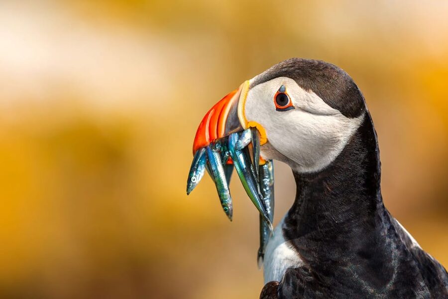 Dublin: Ferry from Howth to Ireland's Eye island - Puffins, Cormorants, and Coastal Birdlife