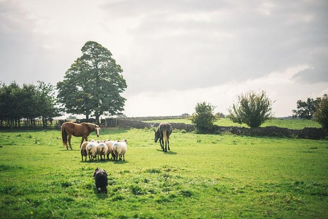 Dublin: Glendalough, Wicklow, Kilkenny and Sheepdog demonstration - Key things to know before booking