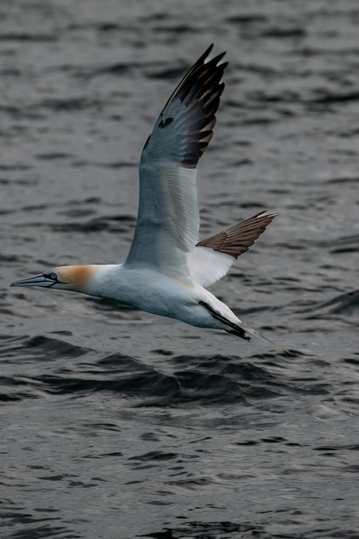 Dublin: History and Wildlife Boat Tour with Live Commentary - Why Dublin Bay is a good place for a boat tour