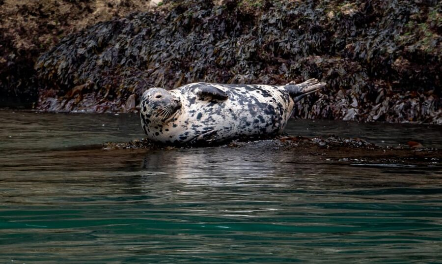 Dublin: History and Wildlife Boat Tour with Live Commentary - The 15-minute safety briefing and gear check