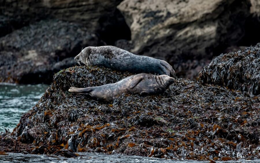 Dublin: History and Wildlife Boat Tour with Live Commentary - Dun Laoghaire Harbour and the first coastal views