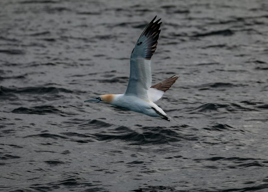 Dublin: History and Wildlife Boat Tour with Live Commentary - Martello Towers and the stories along the shore
