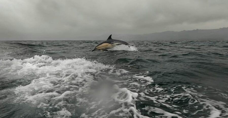 Dublin: History and Wildlife Boat Tour with Live Commentary - Meeting the crew at Goat Boat Tours