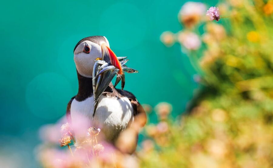 Dublin: Howth Coast and Ireland's Eye Boat Tour - Price, flexibility, and overall value