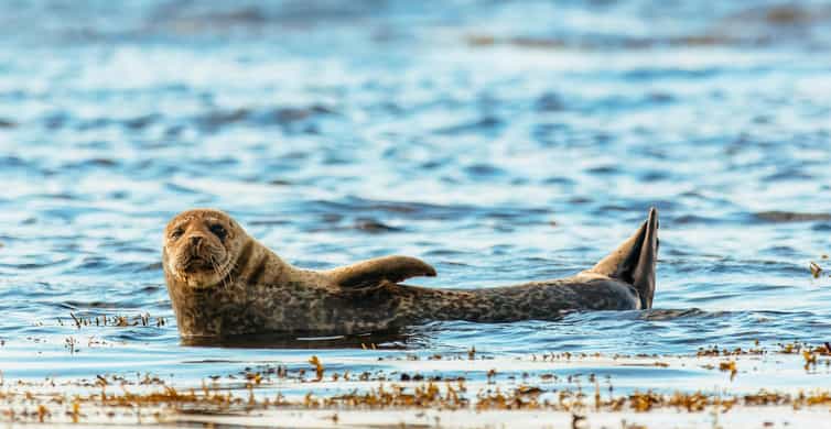 Dublin: Howth Coastal Boat Tour - Four things to know before you go