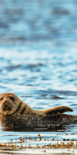 Dublin: Howth Coastal Boat Tour - Weather, comfort, and what to bring