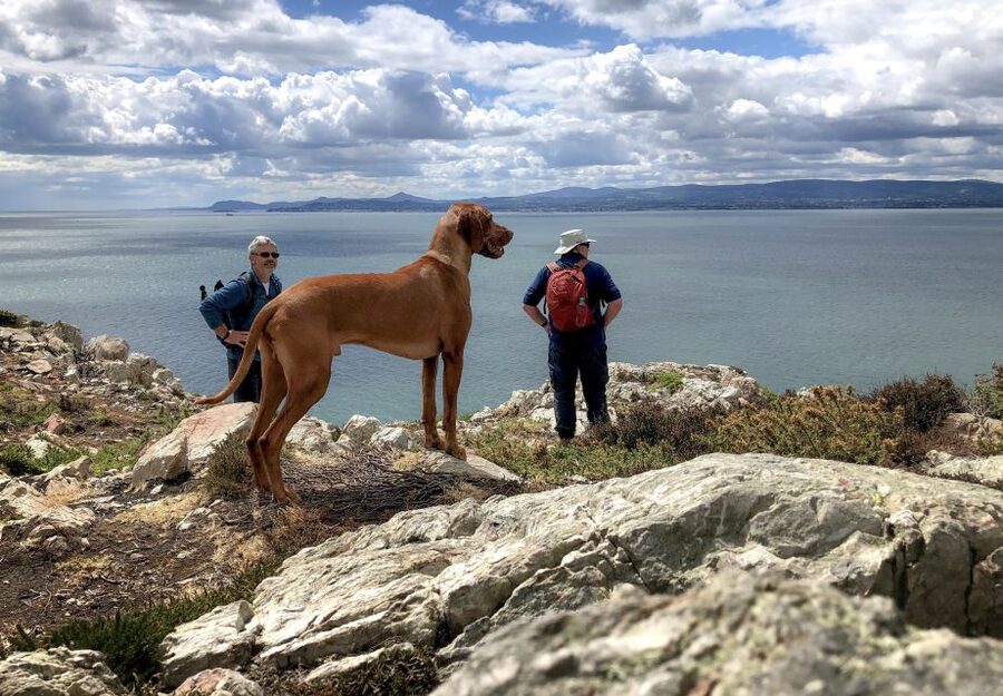 Dublin: Howth Coastal Hiking Tour - Key points at a glance