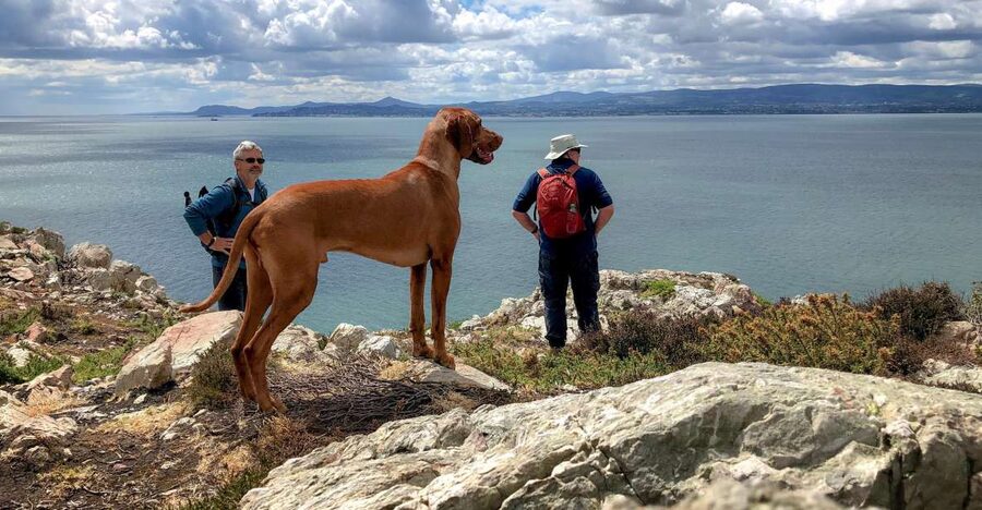 Dublin: Howth Coastal Hiking Tour - Starting beside Howth Market and the DART