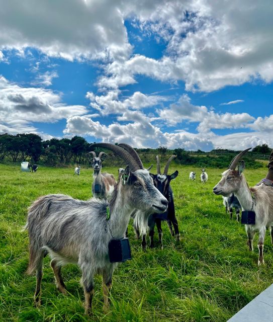 Dublin: Howth Safari Hiking Tour - Martello Tower Sutton and the defensive past