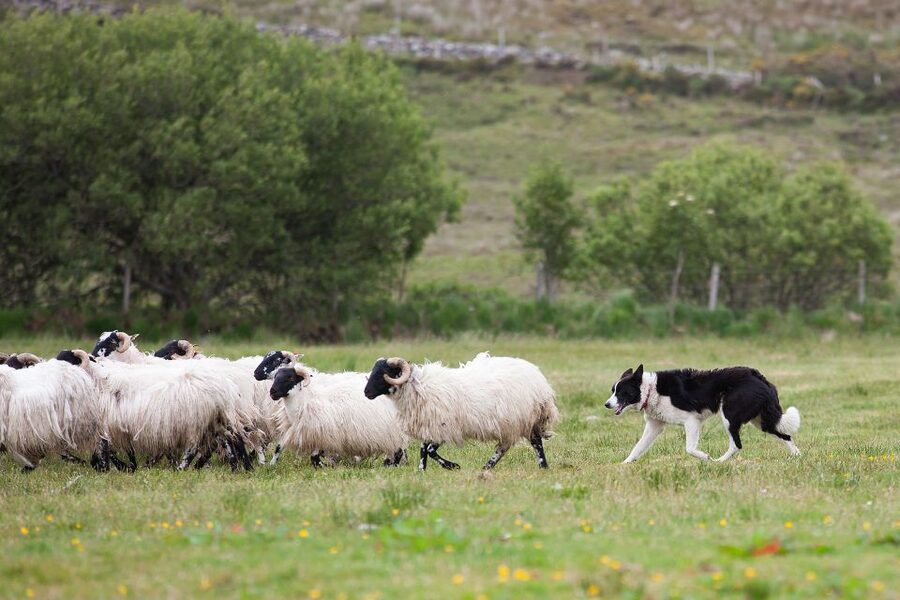 Dublin: Kilkenny, Wicklow & Glendalough Tour & Sheepdog Show - Two hours at Glendalough