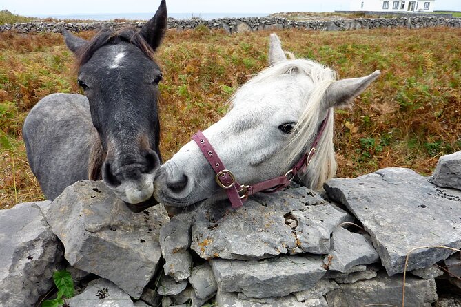 Electric biking on Inishmore island. Aran island. Self-guided. Full day. - Ancient churches, stone forts, and standing stones