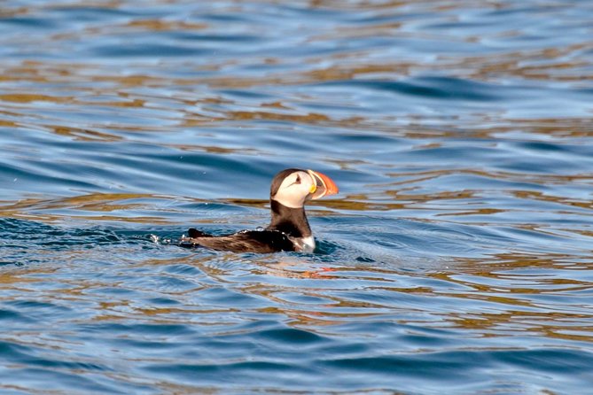 Exhilarating Rib experience - Dingle sea safari - Key things to know before you book