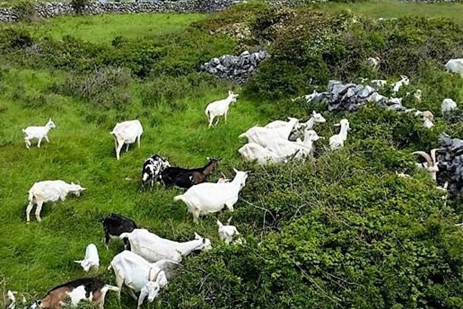 Food, heritage & cultural tour Inishmore, Aran Islands. Guided. - Kilmurvey craft village and a useful food break