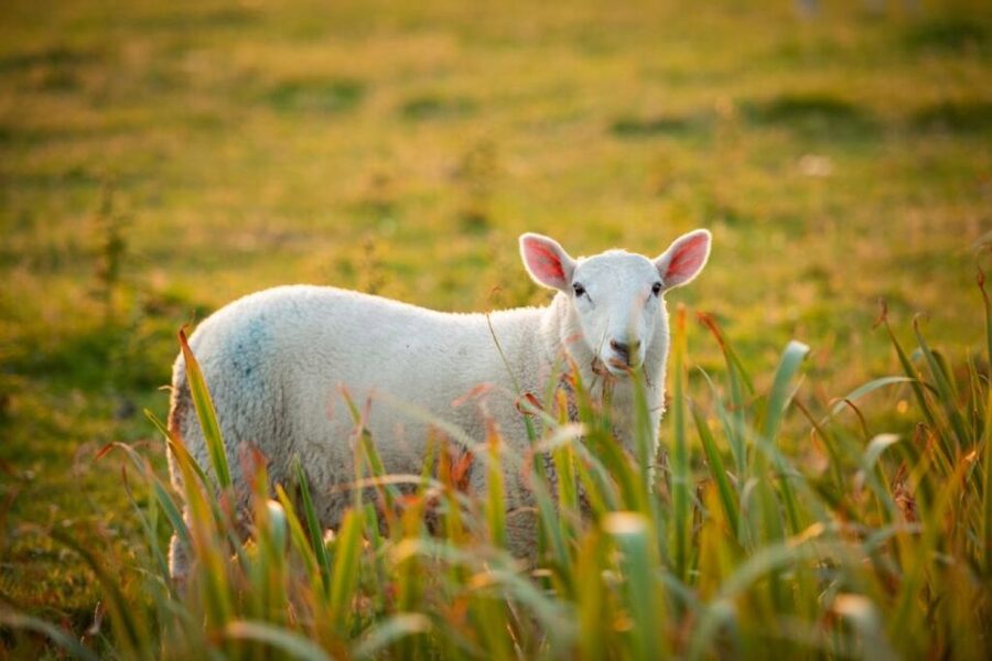 From Cork: 9-Hour Guided Ring of Kerry and Killarney Tour - The guides make the long road easier