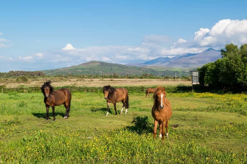 From Cork: Ring of Kerry & Killarney Guided Full Day Tour - Who should take this Ring of Kerry tour?