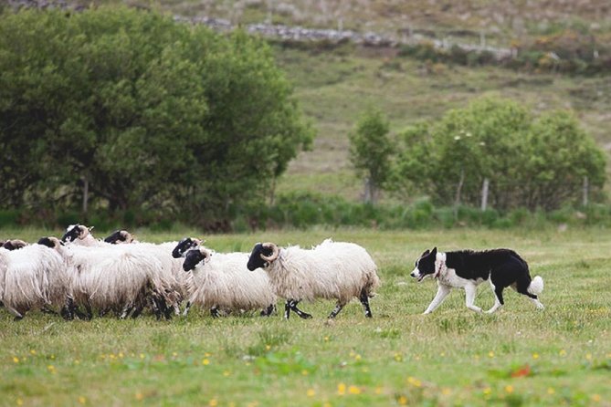 From Dublin: Wicklow, Glendalough, Waterfall & Sheepdog demo - The sheepdog farm is the tour’s most distinctive stop
