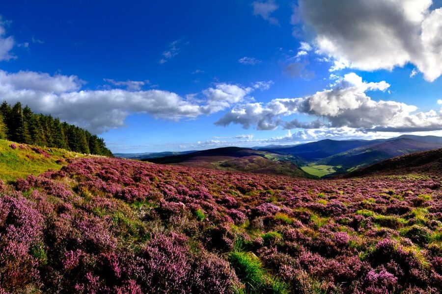 From Dublin: Wicklow Mountains, Glendalough & Kilkenny Tour - The Wicklow Mountains and Wicklow Gap
