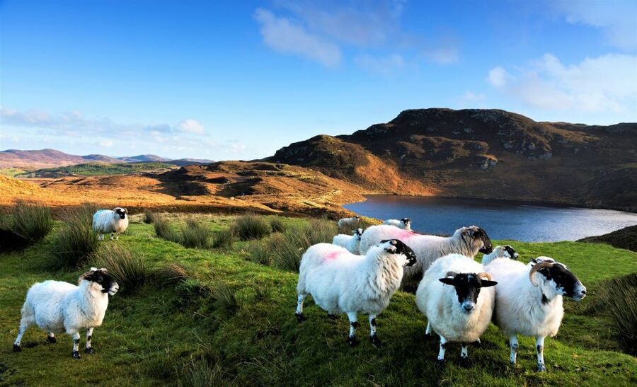 From Galway: Castles of Connemara Full-Day Tour - Key points at a glance