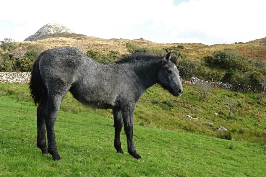 From Galway: Connemara National Park Full Day Tour - The return journey shows coastal Connemara
