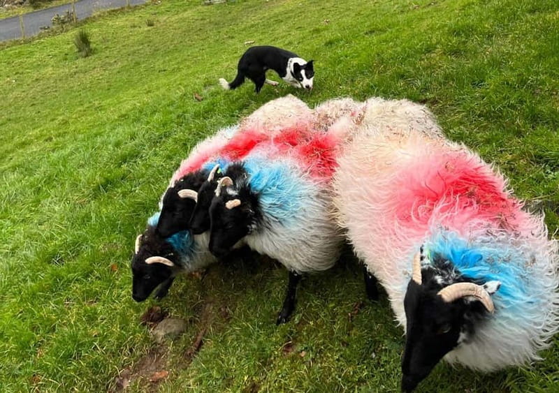 Galway: Connemara, Sheepdog Show and Medieval Castle Tour - The guides make or break a day like this