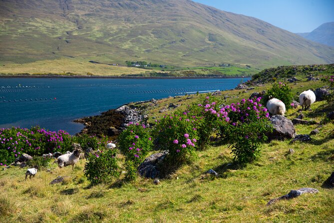 Galway to Connemara National Park Day Tour - Two hours to choose your Connemara walk