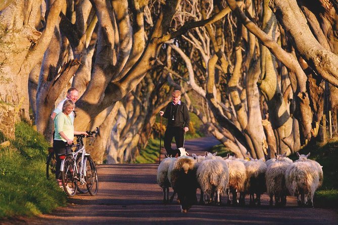 Giant's Causeway Day Tour from Dublin - Is $96.54 Good Value?