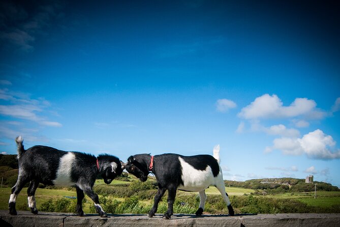 Guided Doolin Cave Tour: Experience Europe's Largest Stalactite - What the guide adds to the cave