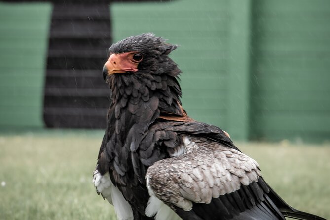Guided Tour of Aillwee Cave and Visit to the Birds of Prey Centre - Burren Gold Cheese, fudge, and the farm shop