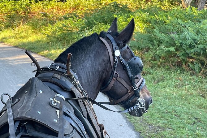 Horse-Drawn Carriage Tours in Killarney - Passing the native red deer parks