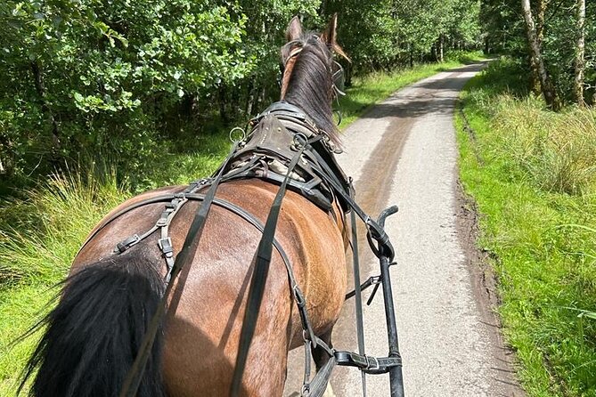 Horse-Drawn Carriage Tours in Killarney - The horses and the human side of the ride