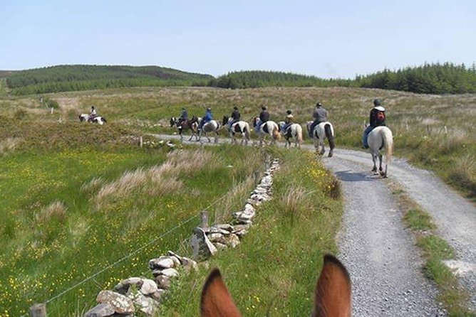Horse riding - Burren Trail. Lisdoonvarna, Co Clare. Guided. 3 hours. - Meeting the horses at Mountain View