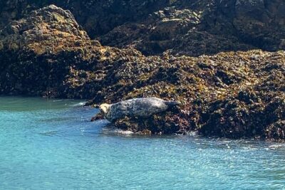 Howth Cliffs and Ireland’s Eye Ferry Boat Tour