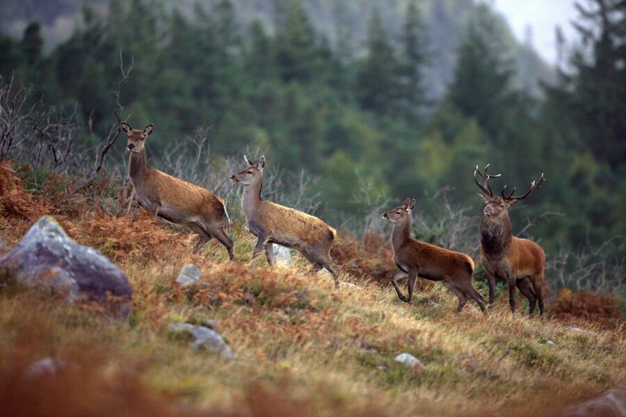 Ireland: 2 Day Wild Atlantic Way Tour - Free time in Killarney