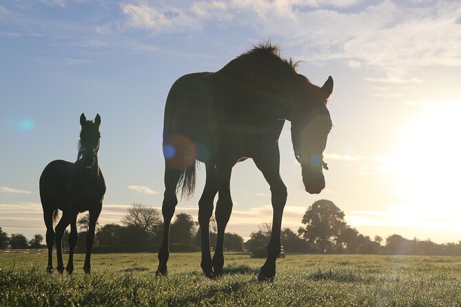Irish National Stud & Gardens Skip the line Entrance - Five things to know before you go