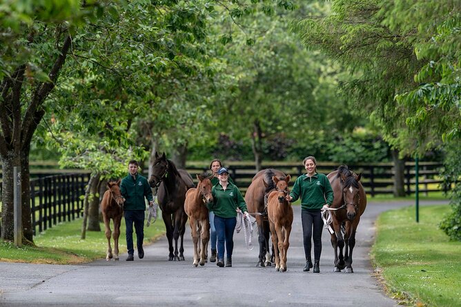 Irish National Stud & Gardens Skip the line Entrance - The main drawback: horse sightings are not guaranteed