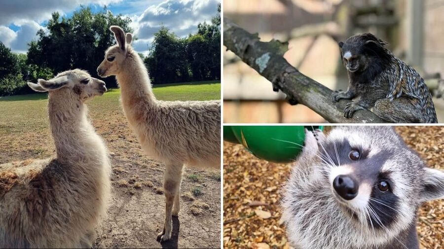Kildare: Clonfert Farm General Admission Ticket - The mini zoo and its unusual animals