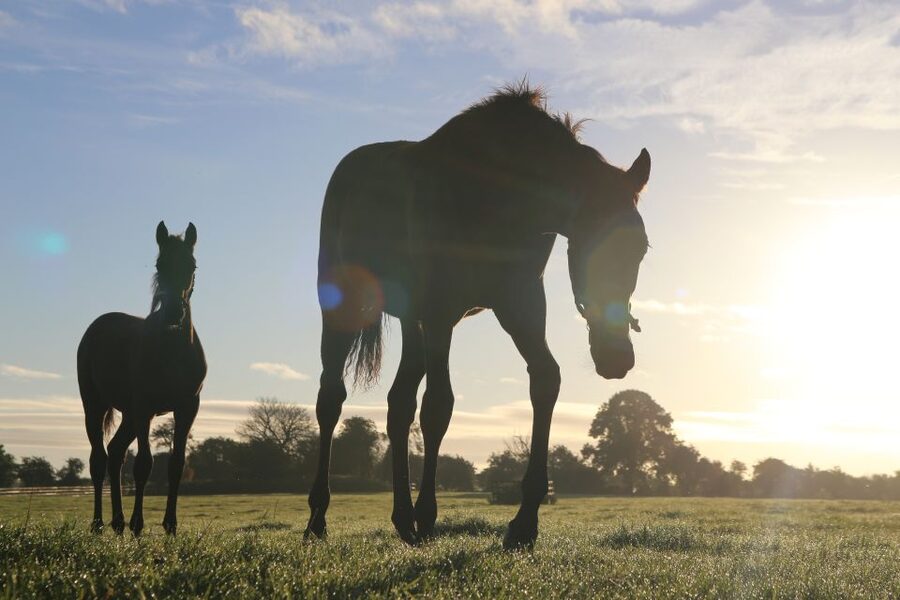 Kildare: Irish National Stud & Gardens - The Living Legends: Racing Stars in Retirement