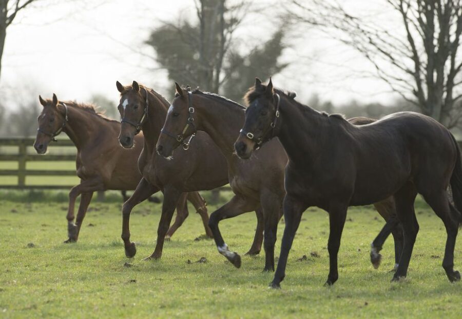 Kildare: Irish National Stud & Gardens - The Irish Racehorse Experience, From Foal to Finish Line