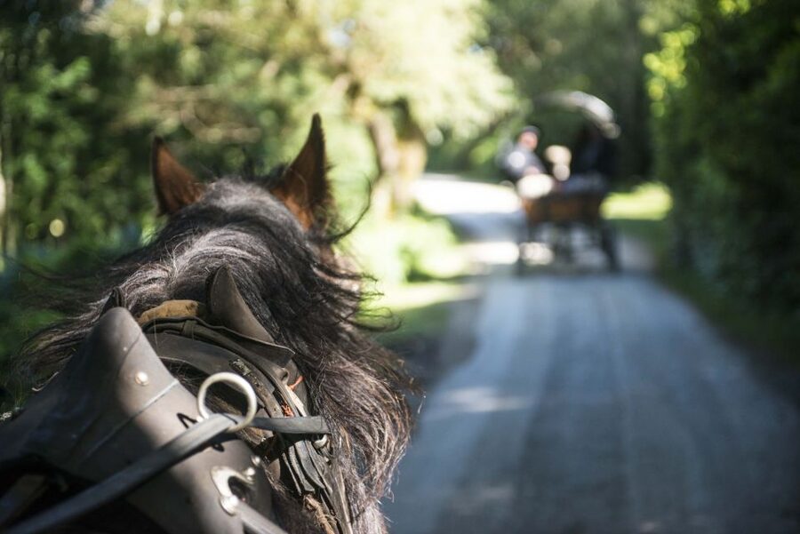 Killarney: 1-Hour Jaunting Car Horse and Carriage Tour - Who will enjoy this Killarney ride most?